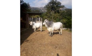 INCREIBLE PROPIEDAD PARA UNA QUINTA EN SAN FERNANDO, CHIAPAS