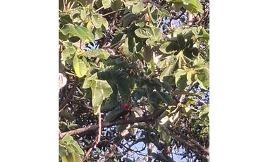 Venta de casa finca Minca 2 hectareas casa amoblada árboles frutales