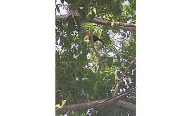 Venta de casa finca Minca 2 hectareas casa amoblada árboles frutales