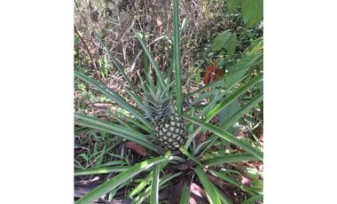 Venta de casa finca Minca 2 hectareas casa amoblada árboles frutales