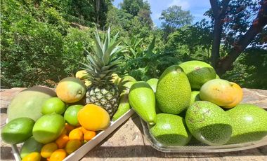 Venta de casa finca Minca 2 hectareas casa amoblada árboles frutales