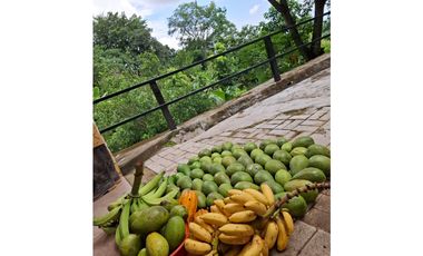 Venta de casa finca Minca 2 hectareas casa amoblada árboles frutales