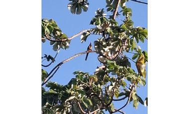 Venta de casa finca Minca 2 hectareas casa amoblada árboles frutales