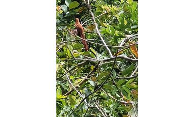 Venta de casa finca Minca 2 hectareas casa amoblada árboles frutales