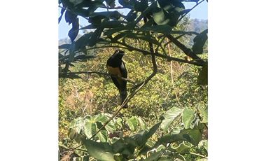 Venta de casa finca Minca 2 hectareas casa amoblada árboles frutales