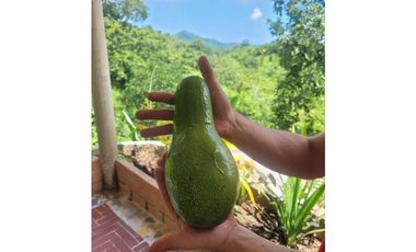 Venta de casa finca Minca 2 hectareas casa amoblada árboles frutales
