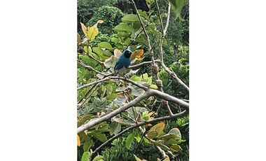 Venta de casa finca Minca 2 hectareas casa amoblada árboles frutales