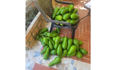 Venta de casa finca Minca 2 hectareas casa amoblada árboles frutales