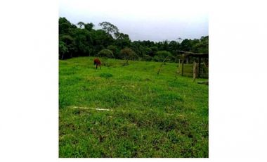 SE VENDE FINCA DE 10 HECTARIAS CON CABAÑA EN CHIRIQUI, VOLCAN BARU