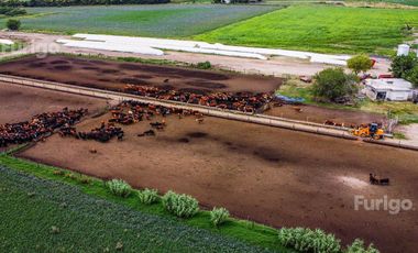 Campo en Soldini