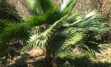 Terreno en venta en Club Náutico Puente Viejo, Juanacatlán.