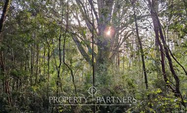 Terreno con estero y bosque nativo Panguilelfun, Panguipulli.