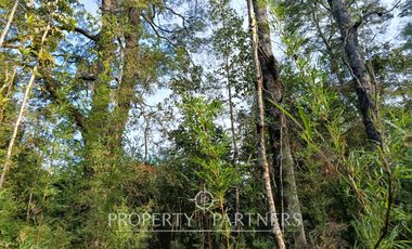 Terreno con estero y bosque nativo Panguilelfun, Panguipulli.