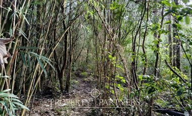 Terreno con estero y bosque nativo Panguilelfun, Panguipulli.