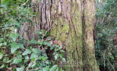 Terreno con estero y bosque nativo Panguilelfun, Panguipulli.