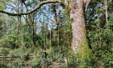 Terreno con estero y bosque nativo Panguilelfun, Panguipulli.