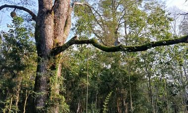 Terreno con estero y bosque nativo Panguilelfun, Panguipulli.