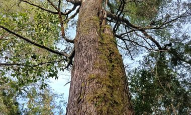 Terreno con estero y bosque nativo Panguilelfun, Panguipulli.