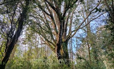 Terreno con estero y bosque nativo Panguilelfun, Panguipulli.