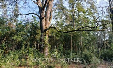 Terreno con estero y bosque nativo Panguilelfun, Panguipulli.