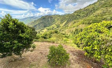 FINCA EN VENTA EN FILADELFIA/CALDAS