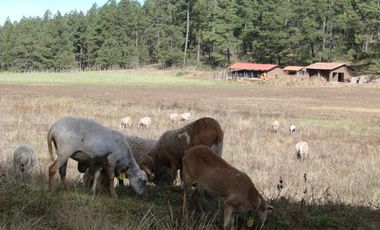Hermoso Rancho CALATE I en venta en Juanacatlan a 15 min. de Tapalpa con bosque.