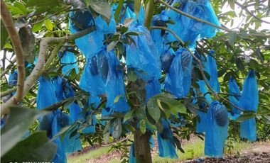 SE VENDE FINCA EN TORO VALLE