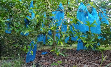 SE VENDE FINCA EN TORO VALLE