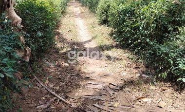 DIJUAL TANAH LUAS DEKAT BANDARA NYIA - WT