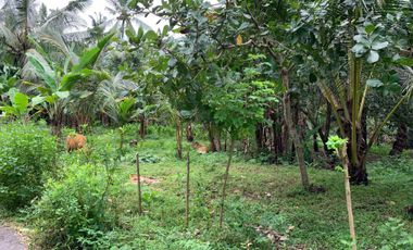 Tanah Malimbu dekat Resort Louis Kienne cocok untuk kebun