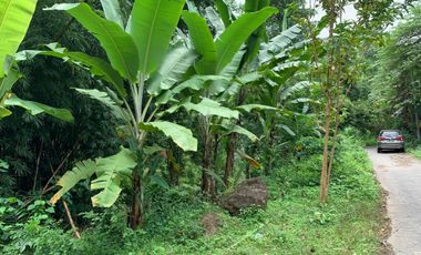 Tanah Malimbu dekat Resort Louis Kienne cocok untuk kebun