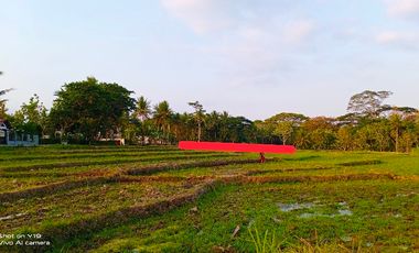 tanah murah,view sawah.area geblek pari nanggulan
