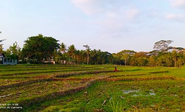 tanah murah,view sawah.area geblek pari nanggulan