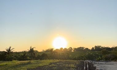 10 Menitan Canggu Tanah Dijual View Sawah, Sunset, Sunrice, Mountain