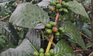 DIJUAL KEBUN KOPI DI KINTAMANI BANGLI