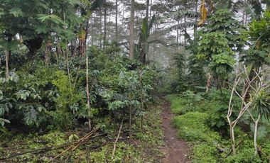 DIJUAL KEBUN KOPI DI KINTAMANI BANGLI