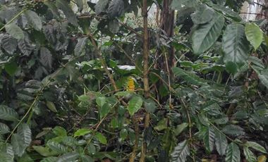 DIJUAL KEBUN KOPI DI KINTAMANI BANGLI