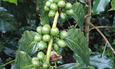 DIJUAL KEBUN KOPI DI KINTAMANI BANGLI