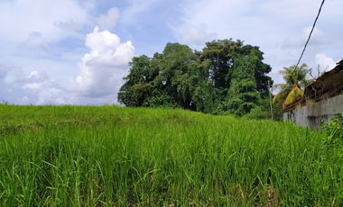 Disewakan tanah di Kaba - Kaba Tabanan dkt Seseh,Munggu Bali