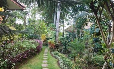 5,5M JADI 4,35M | Rumah Kolam Renang Godean, Villa 1439m MENAWAN