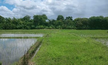 Small plot ( 1.680 sqm ) for lease in Nyanyi are of Tabanan