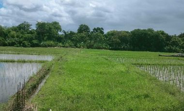 Small plot ( 1.680 sqm ) for lease in Nyanyi are of Tabanan