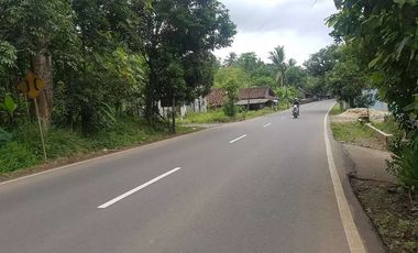 Dijual Kebun Pepaya California luas 2200 m2 isi 320 pohon segera panen