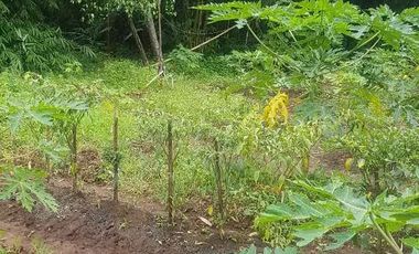 Dijual Kebun Pepaya California luas 2200 m2 isi 320 pohon segera panen