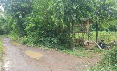 Dijual Kebun Pepaya California luas 2200 m2 isi 320 pohon segera panen