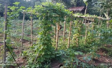 Dijual Kebun Pepaya California luas 2200 m2 isi 320 pohon segera panen