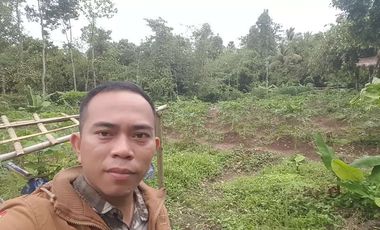 Dijual Kebun Pepaya California luas 2200 m2 isi 320 pohon segera panen