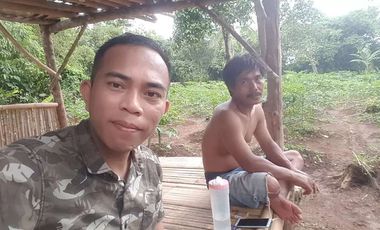 Dijual Kebun Pepaya California luas 2200 m2 isi 320 pohon segera panen