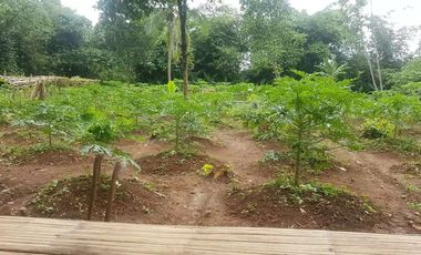 Dijual Kebun Pepaya California luas 2200 m2 isi 320 pohon segera panen