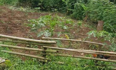 Dijual Kebun Pepaya California luas 2200 m2 isi 320 pohon segera panen